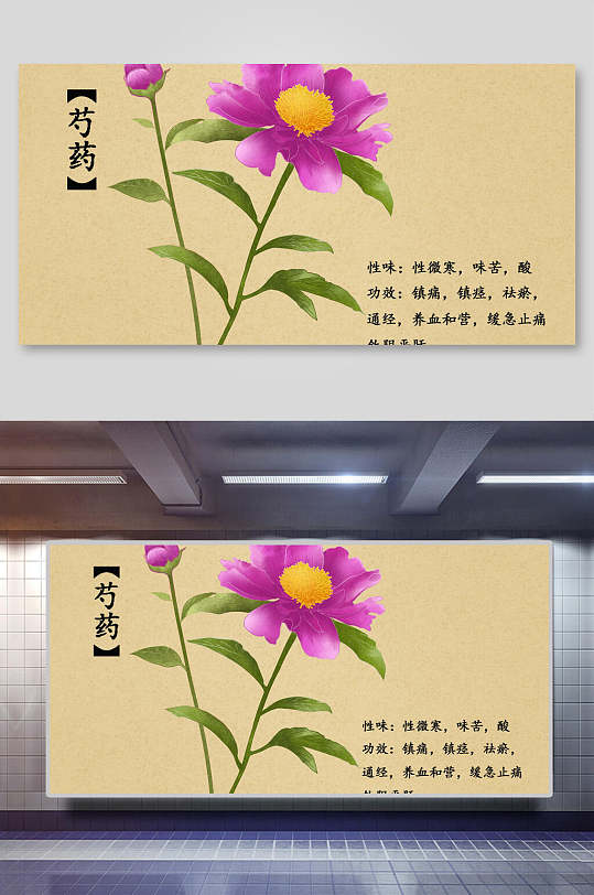 芍药本草纲目中草药介绍展板-众图网