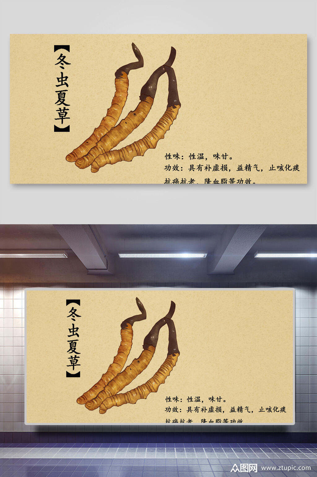 冬虫夏草本草纲目中草药介绍展板素材