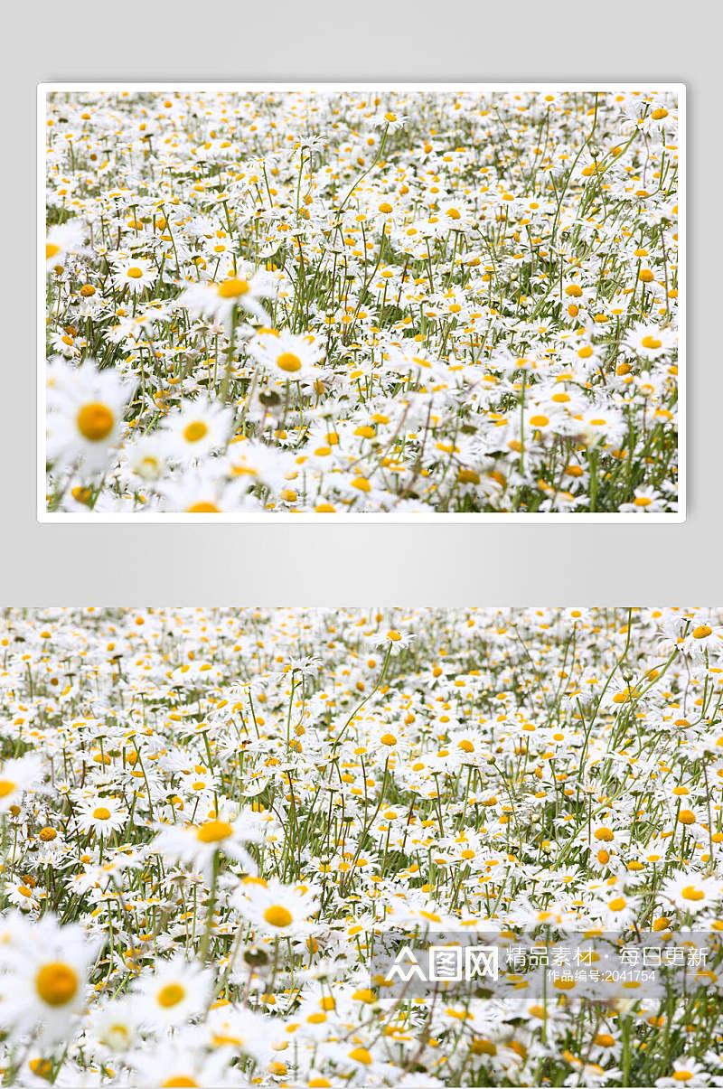 花海雏菊野菊花图片 植物摄影图素材