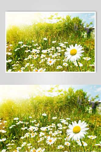 白色野花雏菊野菊花图片