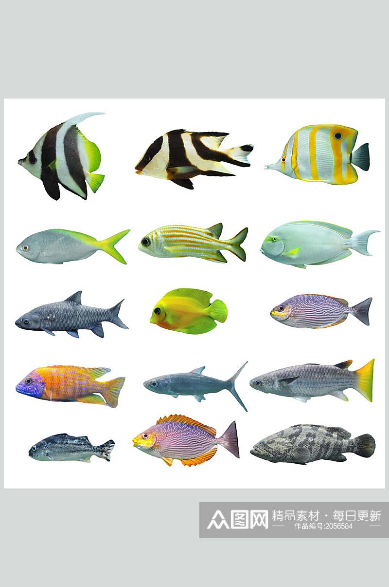 斗鱼图片各种热带鱼类摄影视觉素材