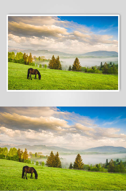 草地天空风景图片草原和马匹摄影图