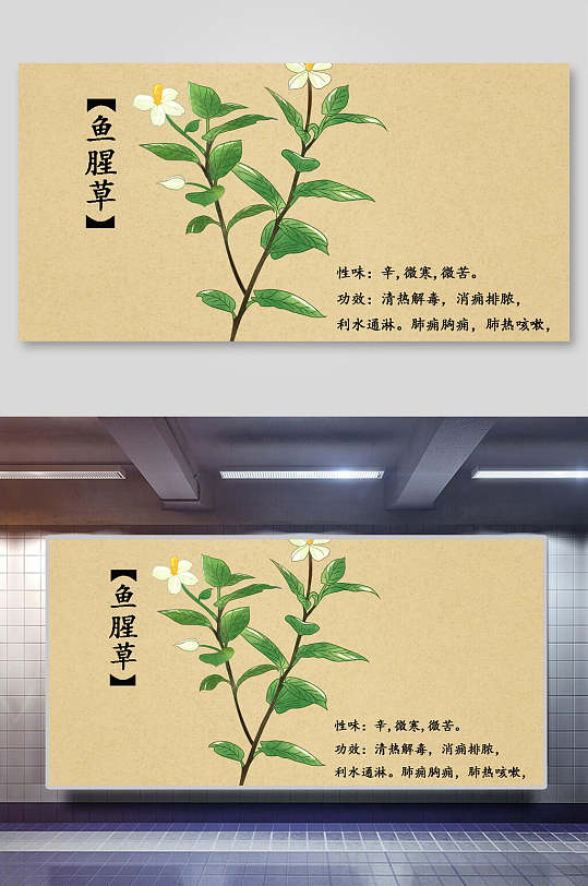 鱼腥草本草纲目中草药介绍展板