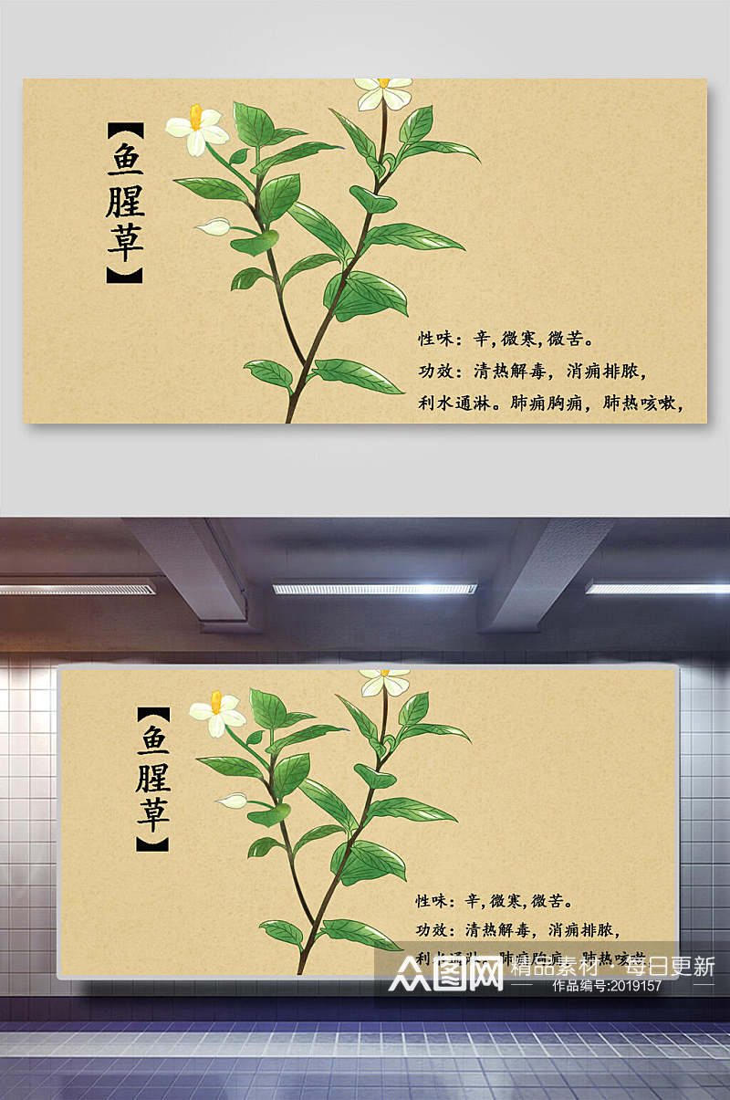 鱼腥草本草纲目中草药介绍展板素材