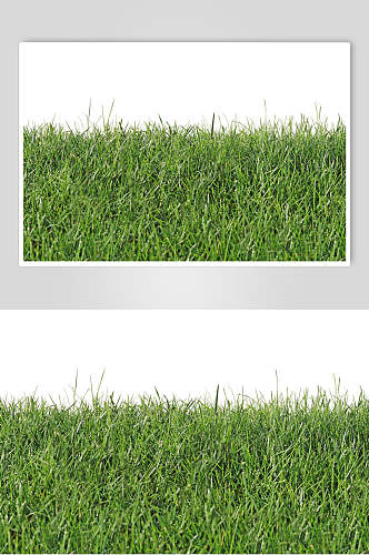 绿色草地草坪图片