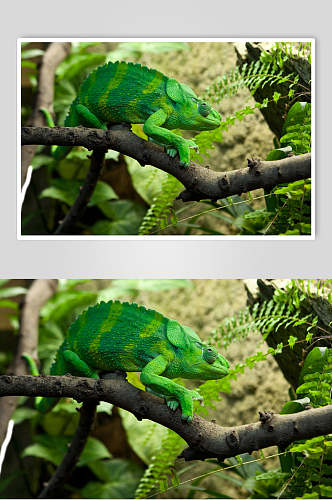 变色龙蜥蜴图片两联绿色蜥蜴视觉摄影图