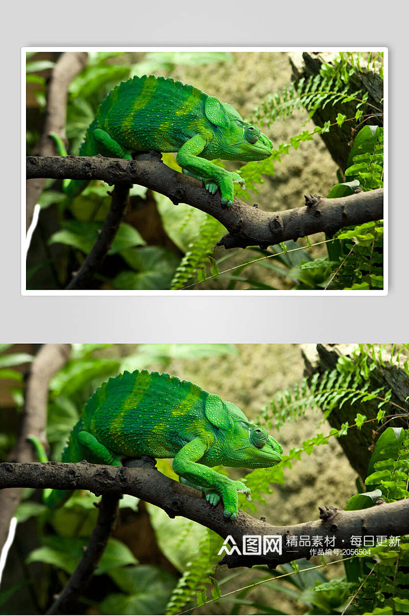 变色龙蜥蜴图片两联绿色蜥蜴视觉摄影图素材