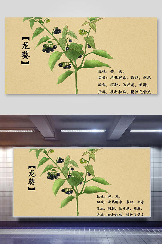 龙葵本草纲目中草药介绍展板