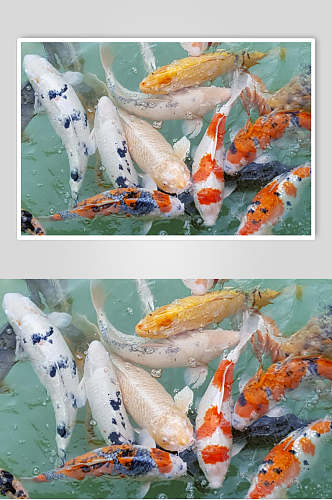 观赏鱼图片两联池塘里的锦鲤摄影图