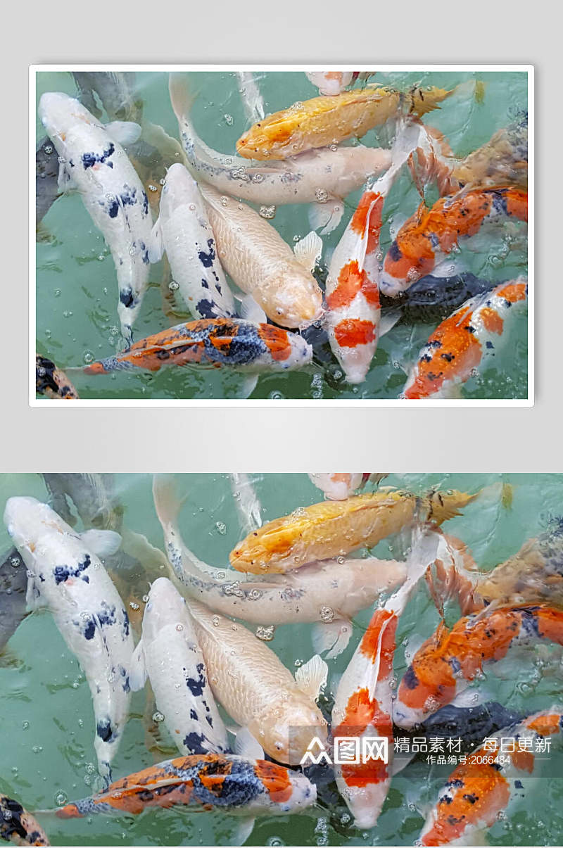 观赏鱼图片两联池塘里的锦鲤摄影图素材