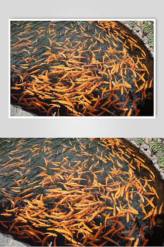 观赏鱼图片鲤鱼成群池塘里的鲤鱼摄影图