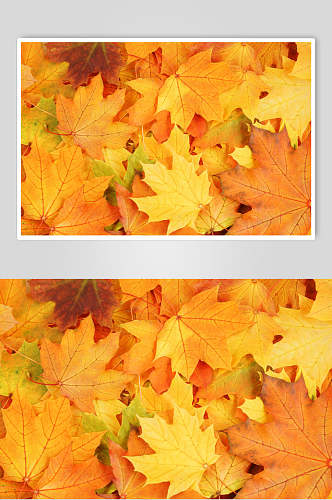 秋天落叶风景图片摄影视觉图落叶森林