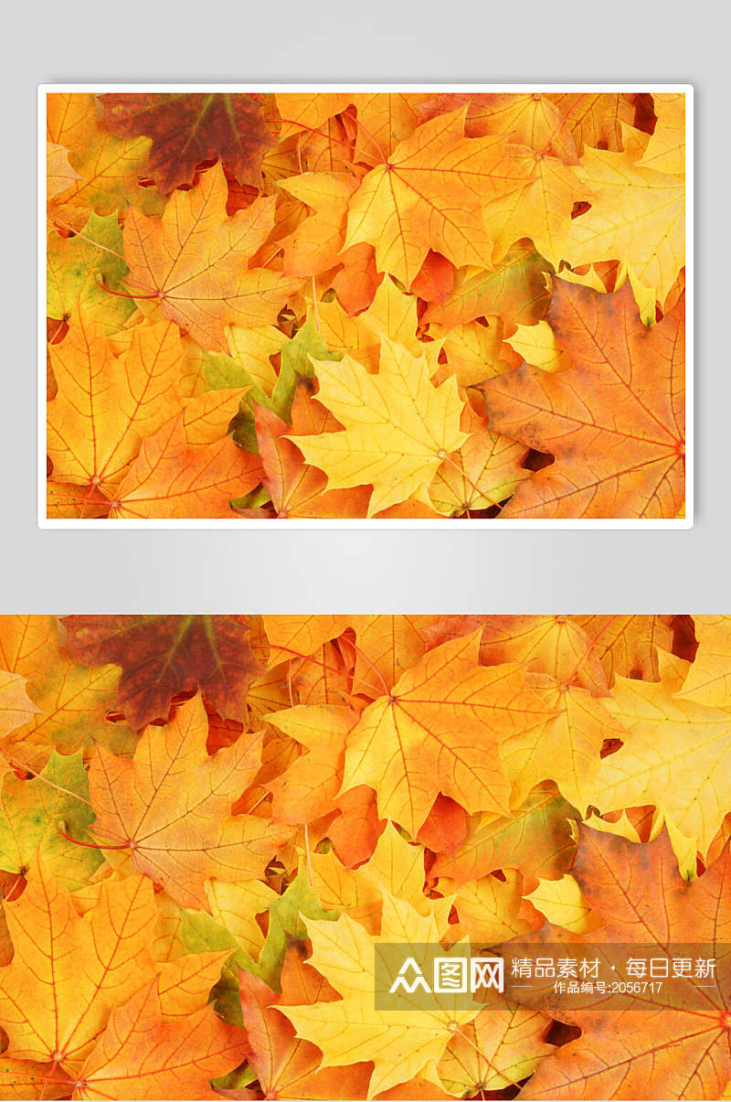 秋天落叶风景图片摄影视觉图落叶森林素材