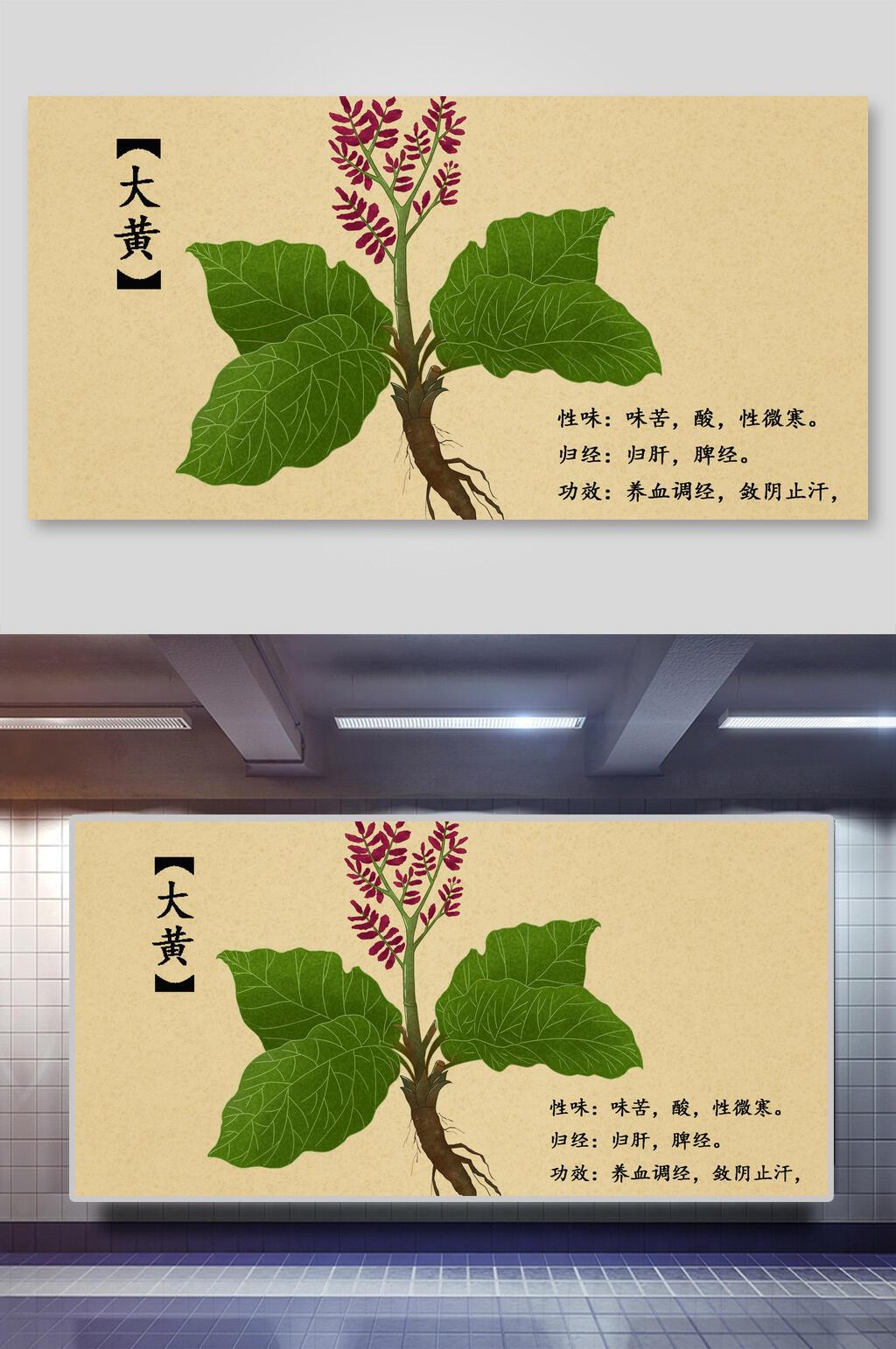 大黄本草纲目中草药介绍展板素材