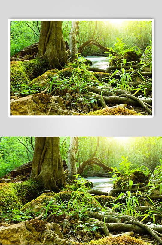 树根原始森林图片
