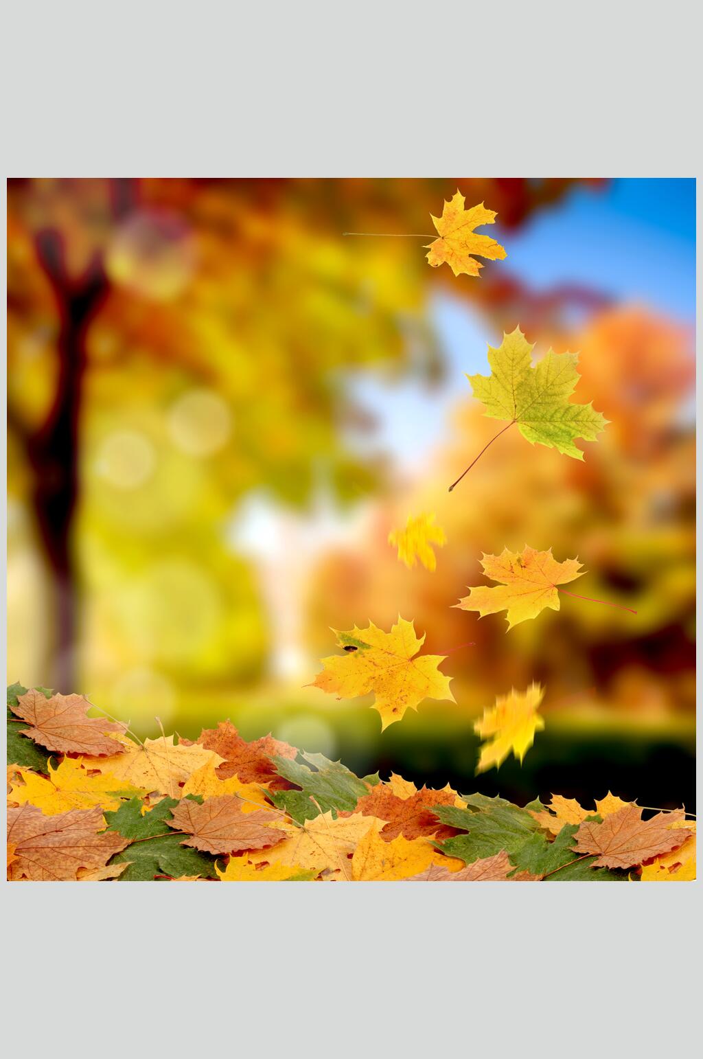 众图网独家提供秋天落叶风景图片落叶阳光摄影图素材免费下载,本作品
