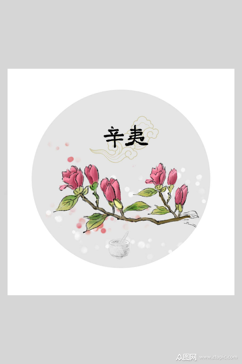 辛夷本草纲目中草药插画素材