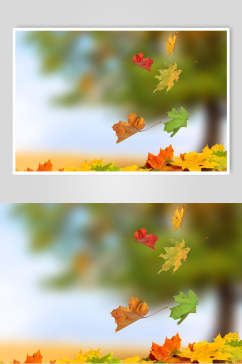 秋天落叶风景图片两联落叶摄影图