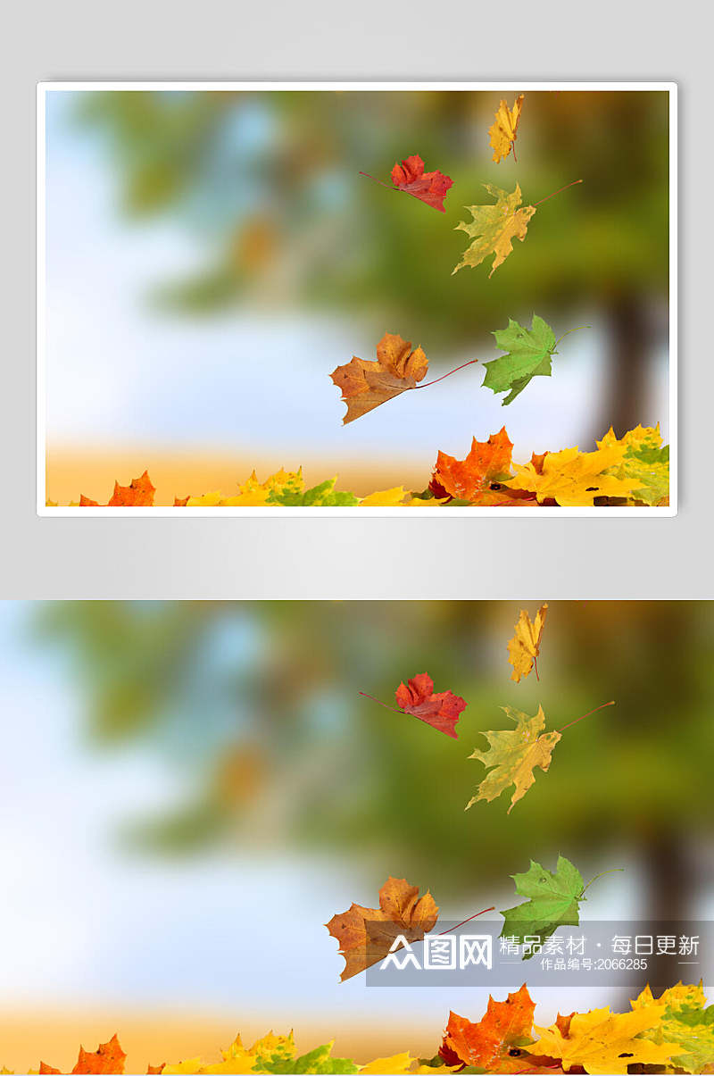 秋天落叶风景图片两联落叶摄影图素材