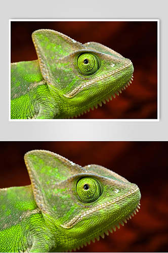 变色龙蜥蜴图片绿色蜥蜴头部特写摄影图