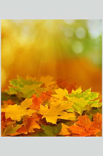 秋天落叶风景图片阳光落叶摄影图