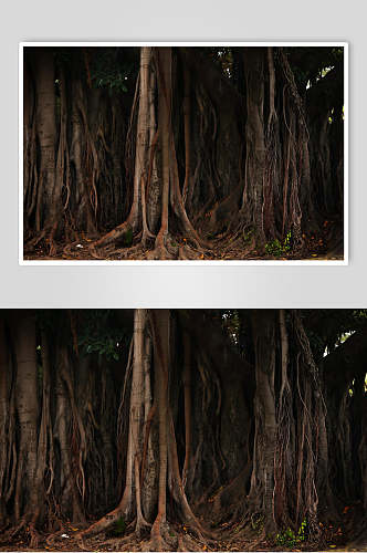 复古树根原始森林图片