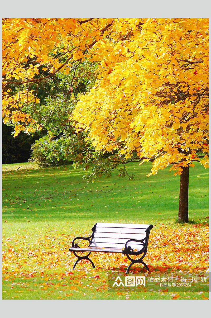 秋天落叶风景图片长椅枫树林秋天摄影图素材