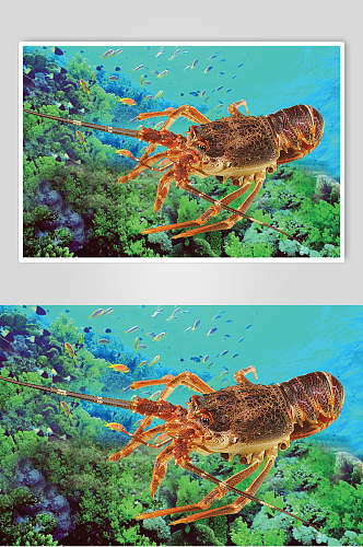 澳洲龙虾美食图片