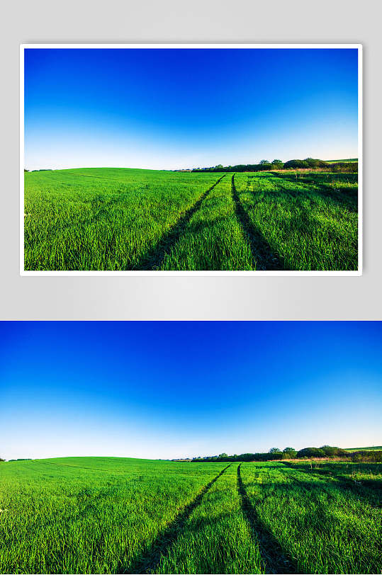 麦绿草地天空风景图片