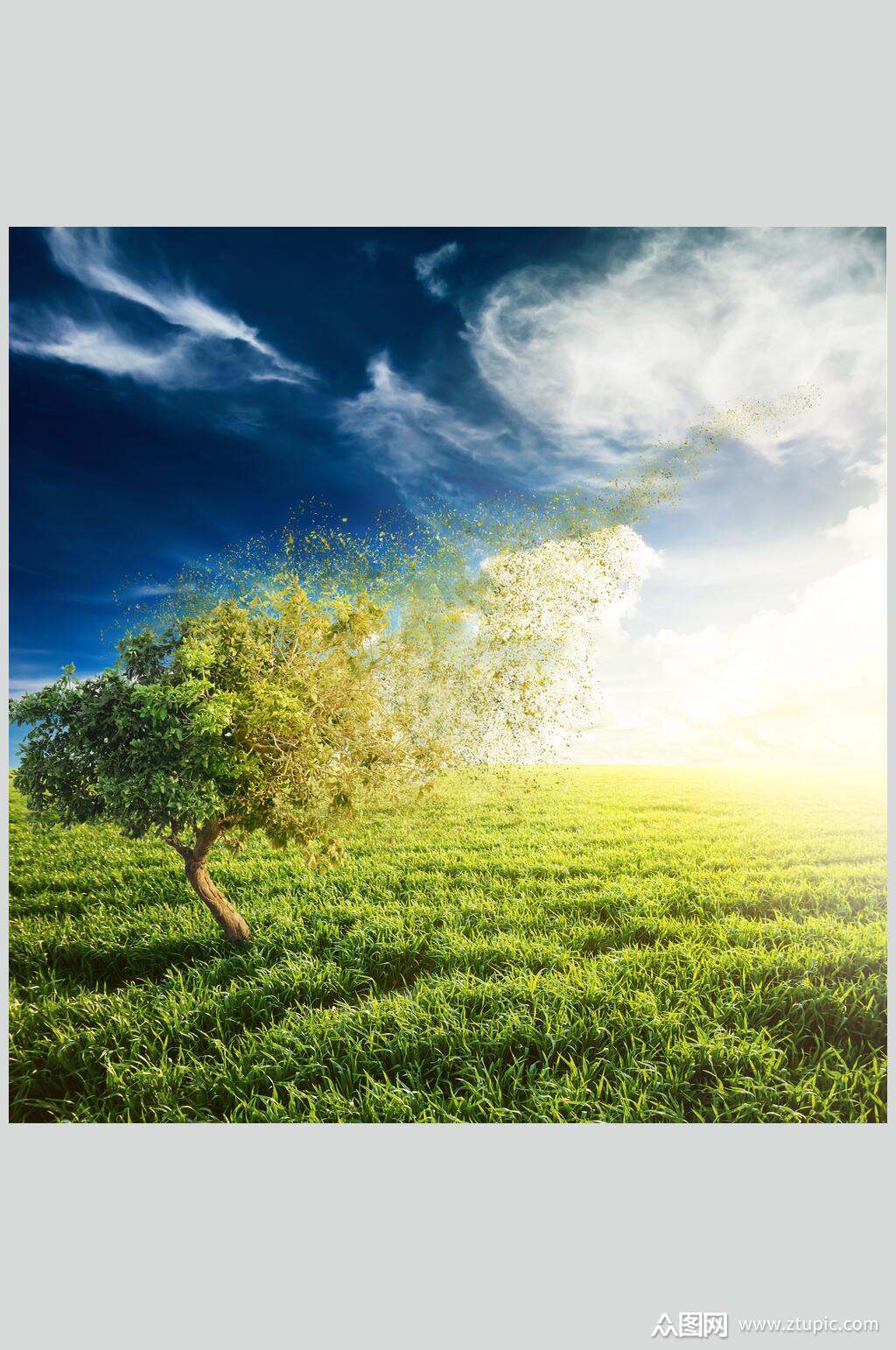 草地天空风景图片草地上的一颗树摄影图