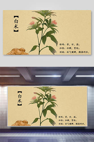 白术本草纲目中草药介绍展板