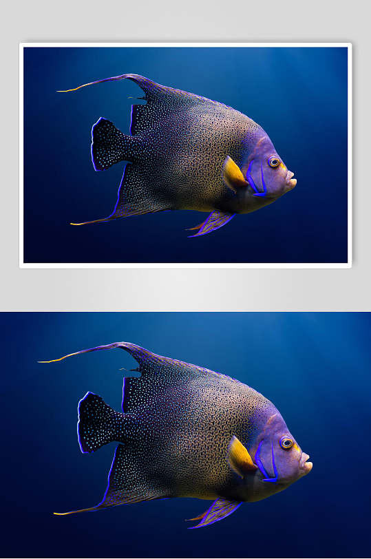 斗鱼图片两联海洋深海鱼类视觉摄影视觉