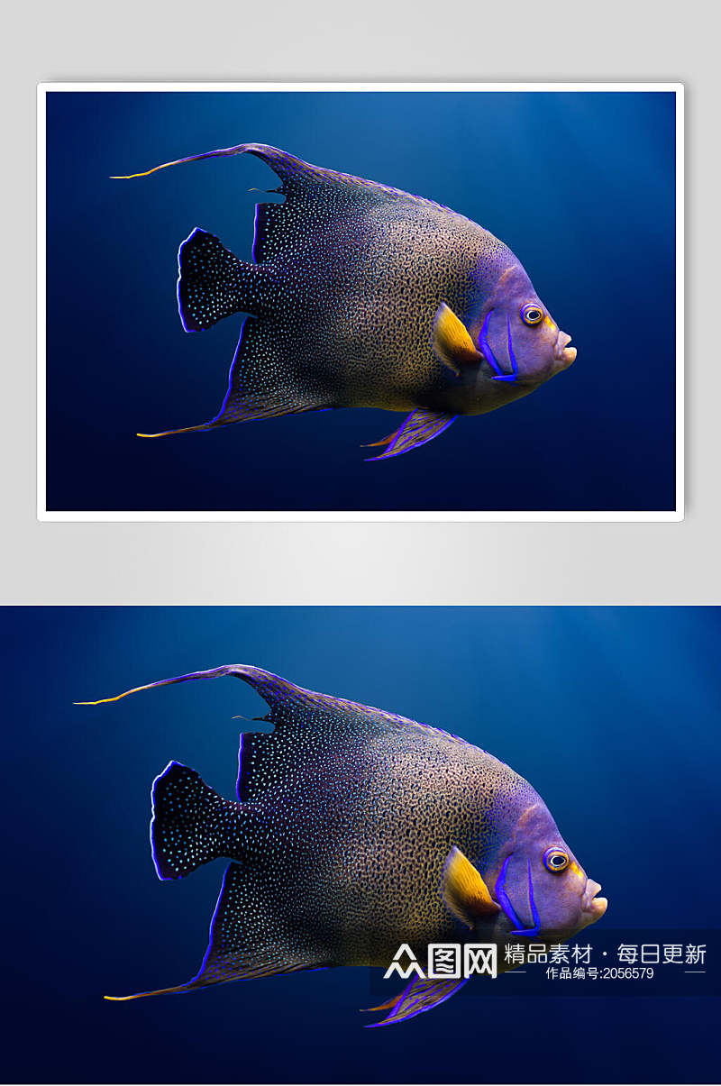 斗鱼图片两联海洋深海鱼类视觉摄影视觉素材