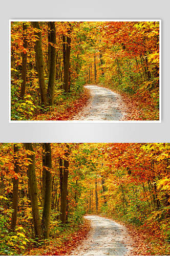 秋天落叶风景图片两联森林小路