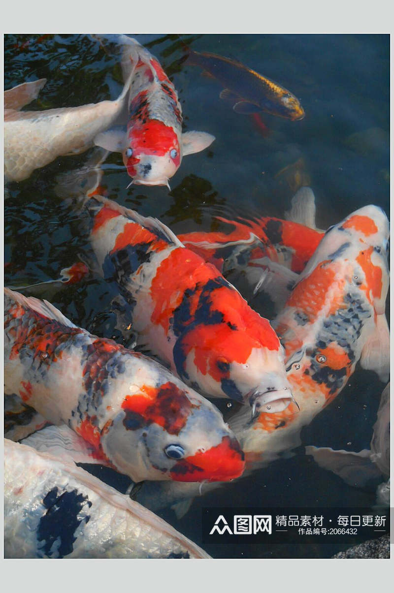观赏鱼图片白色红顶鲤鱼锦鲤摄影图素材