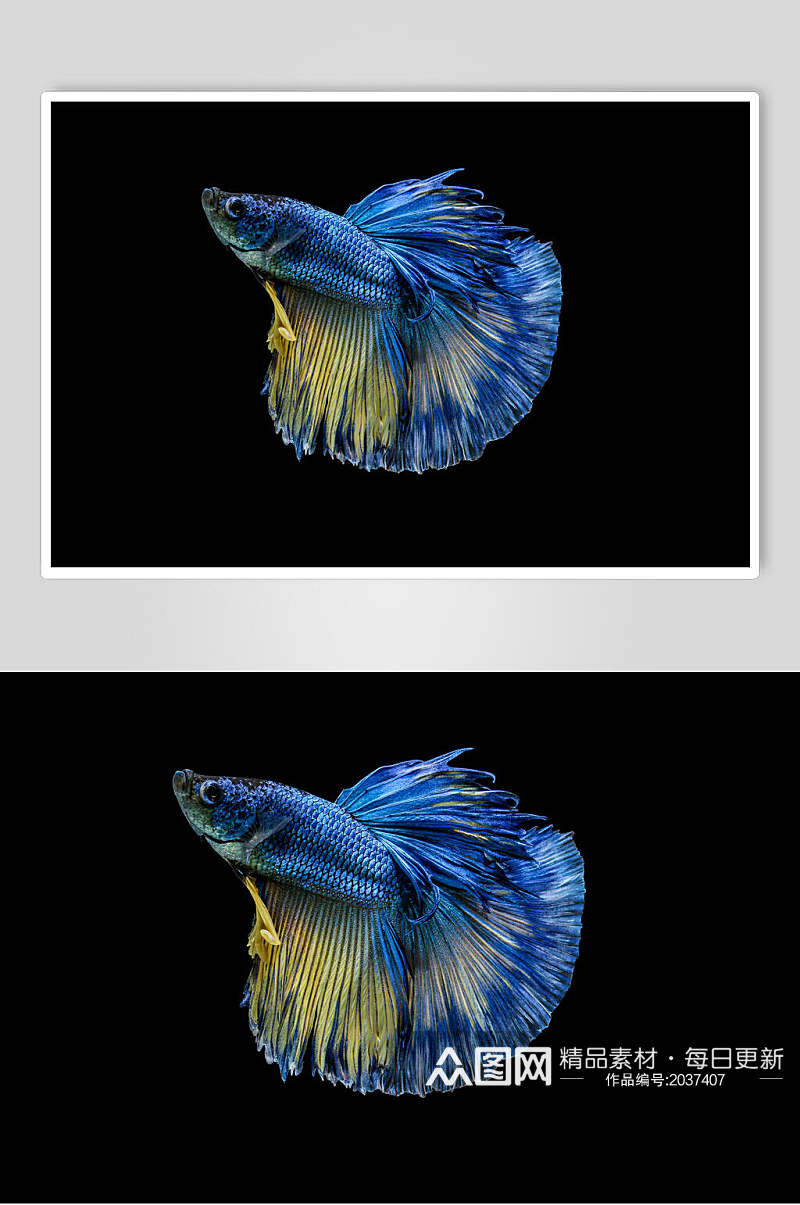 蓝色斗鱼高清图片素材