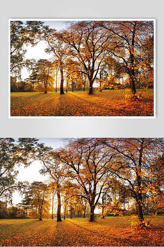 秋天落叶风景图片两联森林落叶