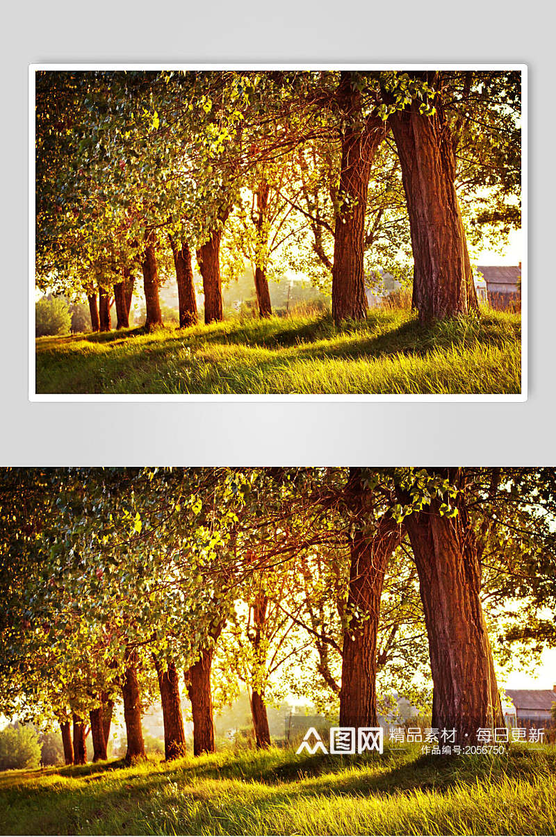 秋天落叶风景图片大树成排摄影视觉图素材