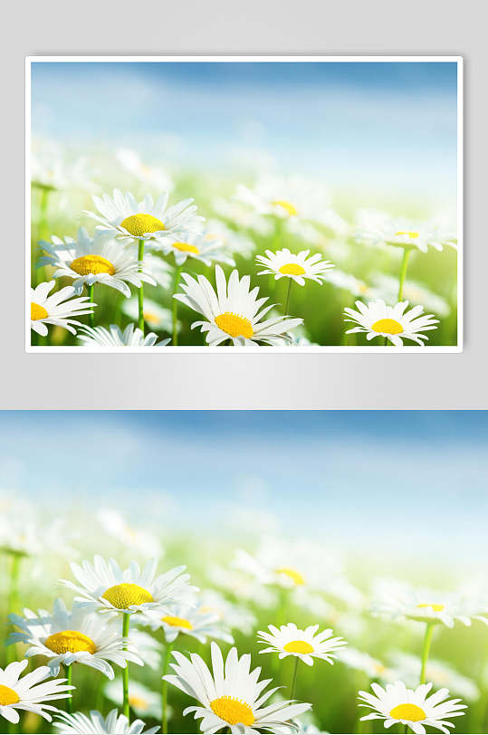 清新唯美花卉雏菊野菊花图片 植物摄影图