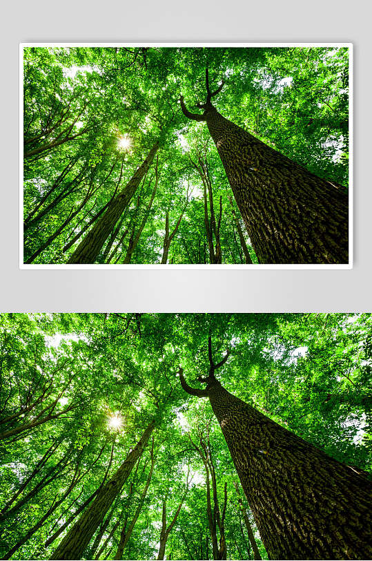 绿叶原始森林图片