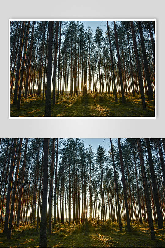 原始森林图片两联森林气候摄影视觉