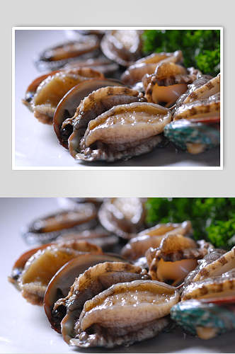 新鲜鲜鲍鱼餐饮食品图片