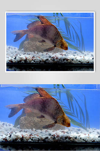海河鲜胭脂鱼食品摄影图片
