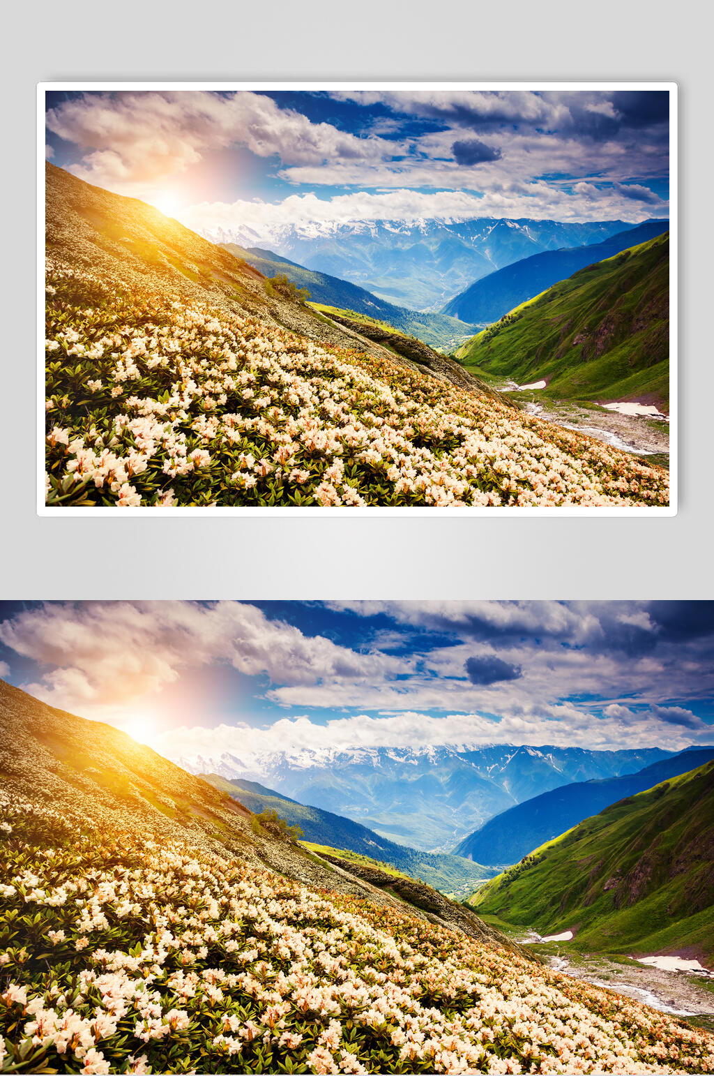 清新菊花山峰山脉风景图片素材