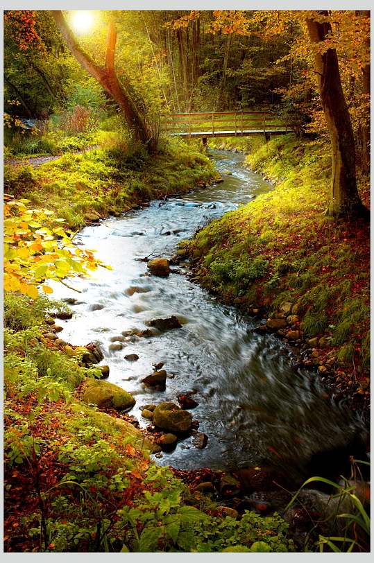 秋叶流水原始森林图片