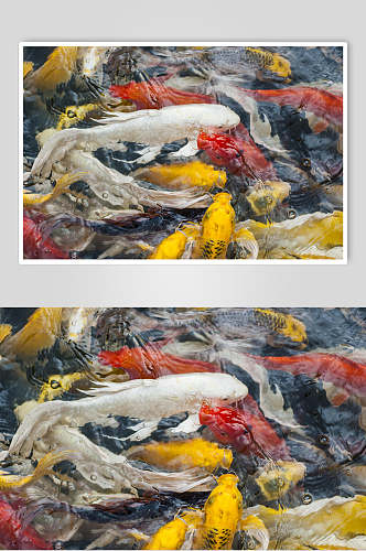 观赏鱼图片金鱼红鲤鱼两联特写摄影图