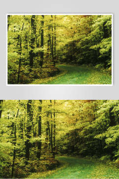 清黄色原始森林摄影图片