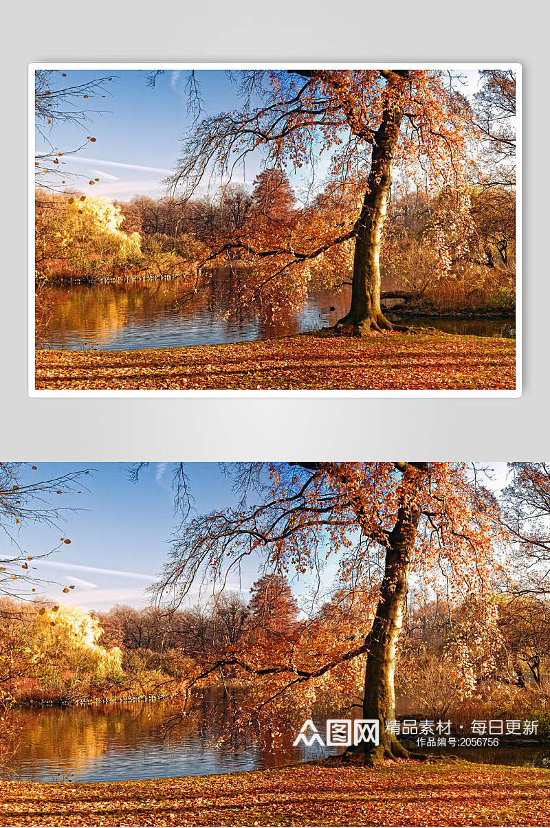 秋天落叶风景图片两联湖畔老树素材