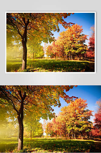秋天落叶风景图片摄影视觉图森林秋日