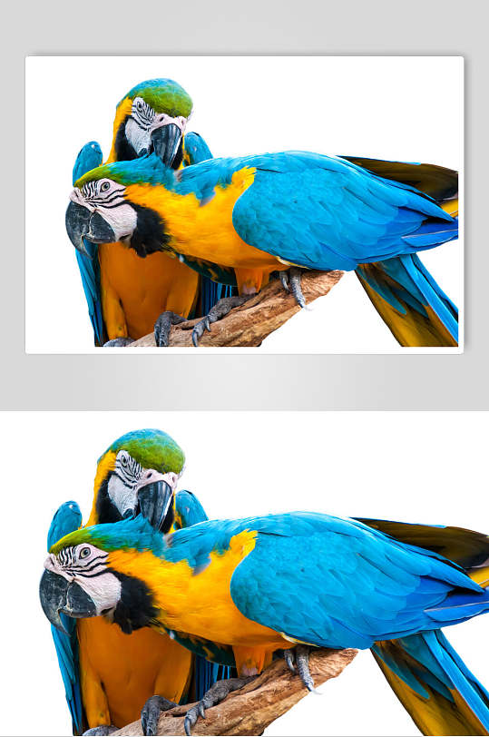 黄蓝宠物鹦鹉高清图片